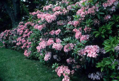 best lovely Hedging Plants
