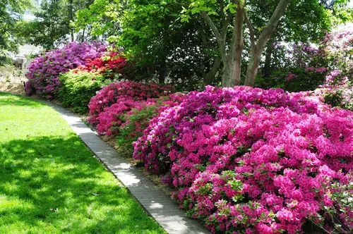 lovely Hedging Plants in garden