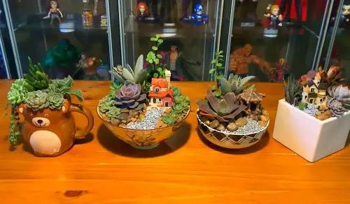 Best Succulent Gift 37