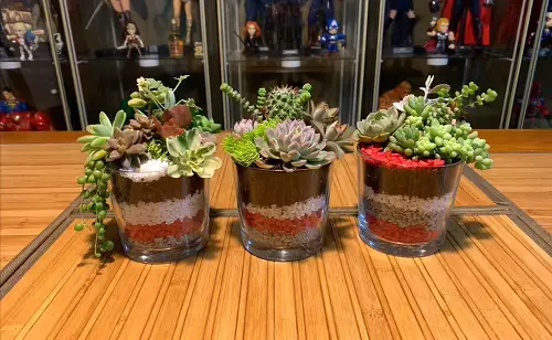 Best Succulent Gift 38