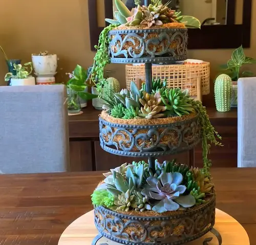 Best Succulent Gift 39