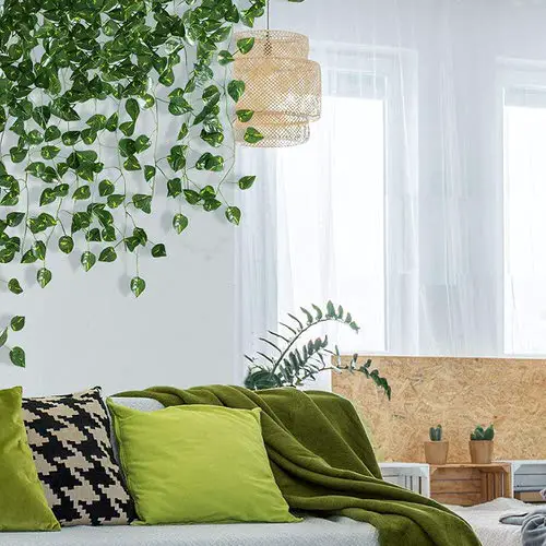 Indoor Wall Vine Ideas For Your Home Beautiful Ivy Hanging Over the Couch