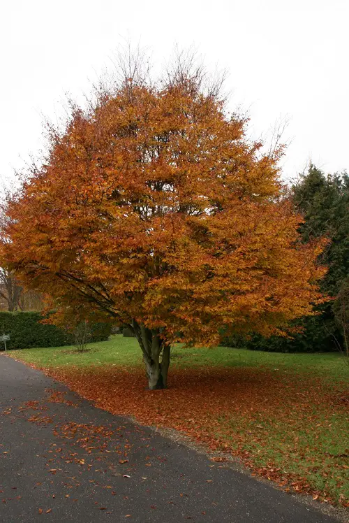 top Beautiful Trees with Yellow Foliage