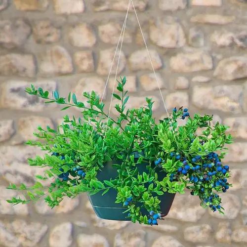 Top Berries to Grow in Hanging Baskets