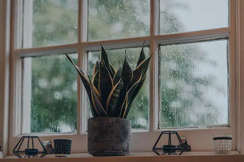 best Houseplants to Improve Your Mental Health