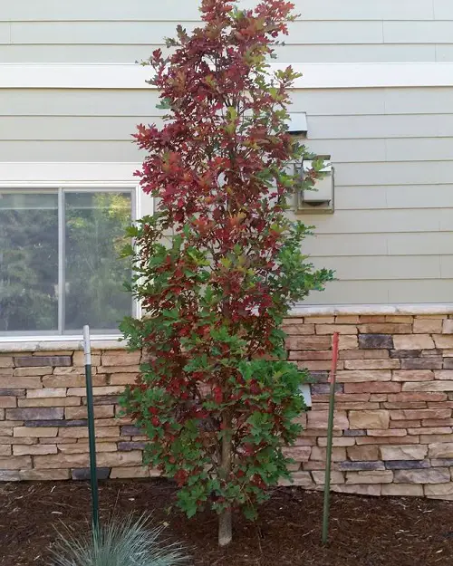 Narrow Trees for Containers