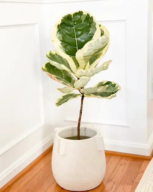 Different Types of Ficus Lyrata in garden