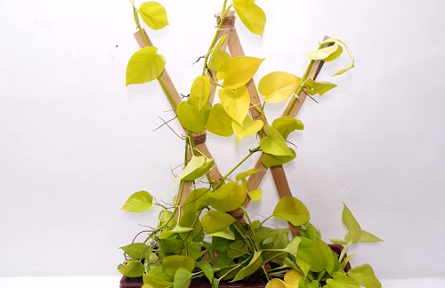 Wooden Trellis for Neon Pothos