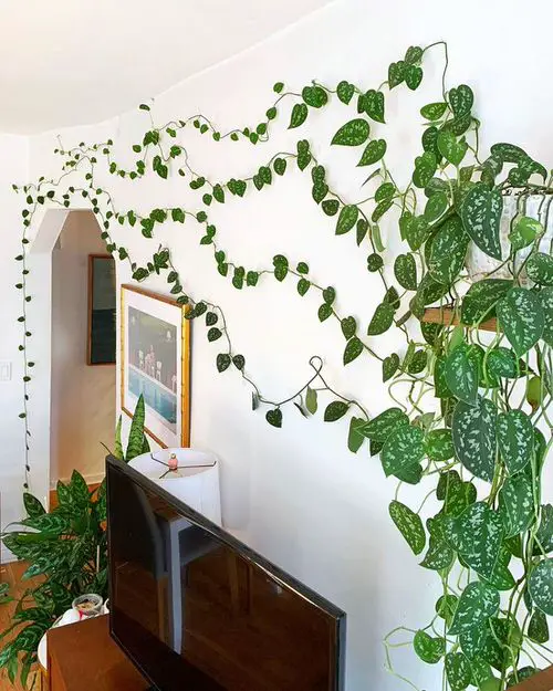 Indoor Wall Vine Ideas For Your Home Stunning Satin Pothos Decking the Living Room Wall