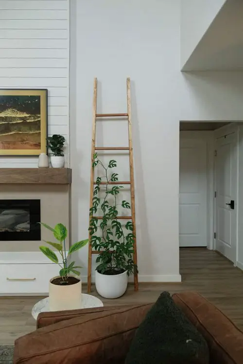 Train a Raphidophora on a Ladder by the Wall