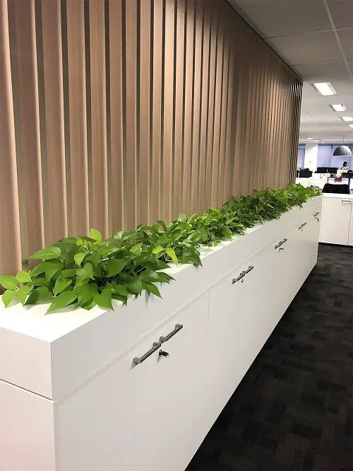 Line Lush Ivy in the Cabinet Holders