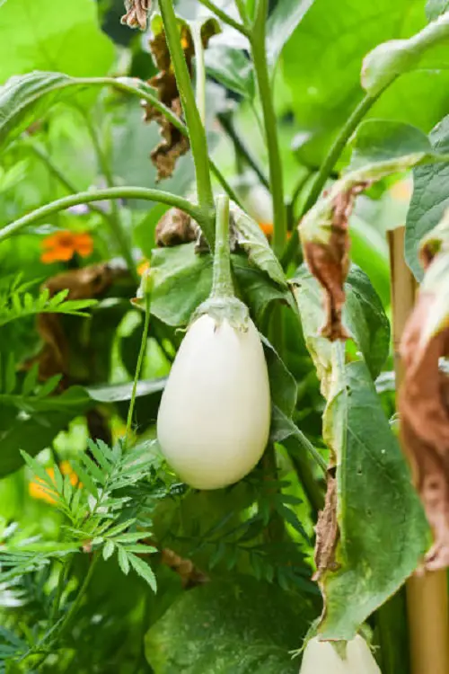 Requirements for Growing White Eggplant in Pot
