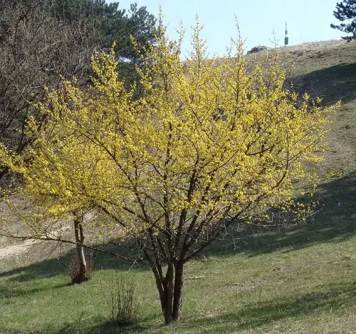 lovely Trees with Yellow Foliage