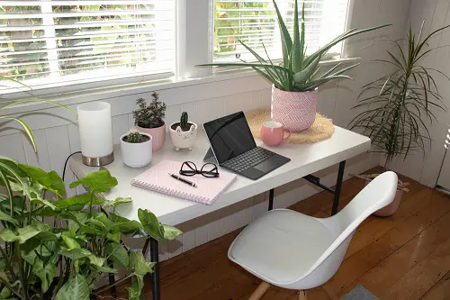 Amazing Houseplants to Improve Your Mental Health