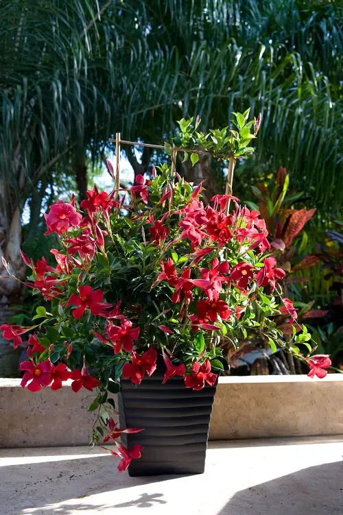 Best Varieties of Mandevilla in Pot