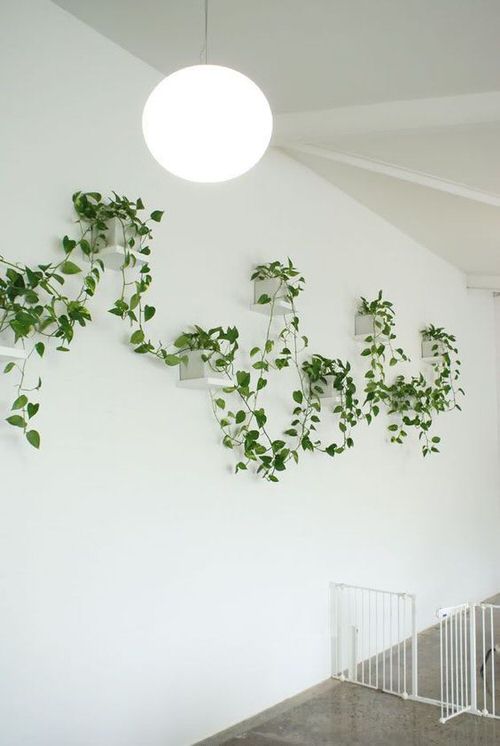 Vining Houseplant in Mini Wall Planters