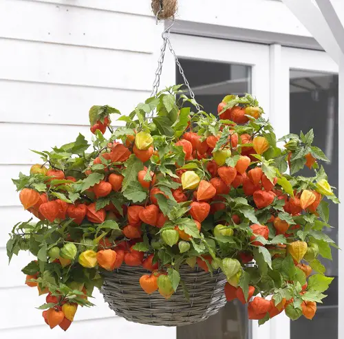 beautiiful Berries to Grow in Hanging Baskets