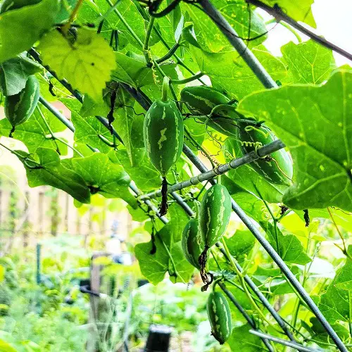 top Best Vegetables to Grow Vertically