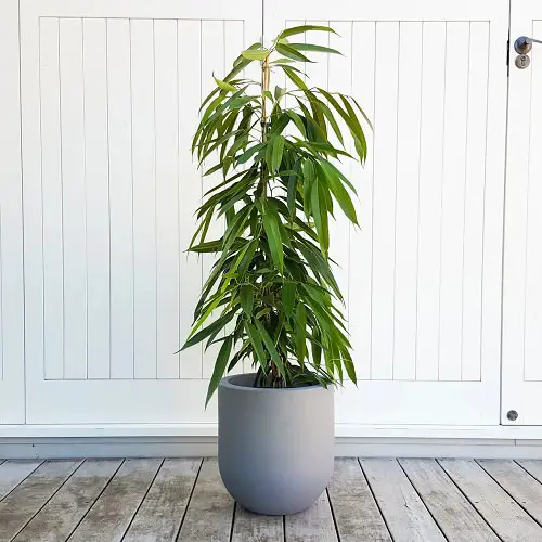Different Types of Ficus Lyrata