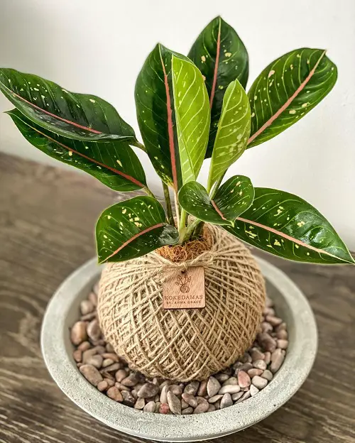top Tricolor Aglaonemas You Must Grow