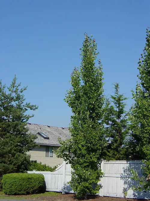 Best Narrow Trees for Containers