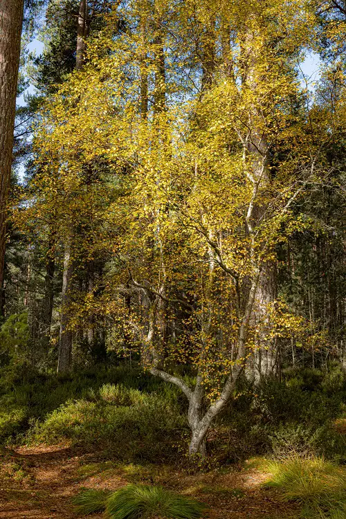 Gorgeous Trees with Yellow Leaves