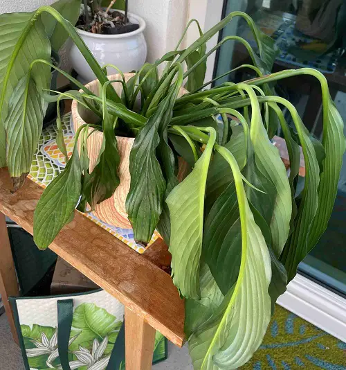 Over or Under Watering