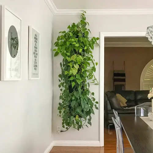 Modern Indoor Vine Wall Ideas For Your Home