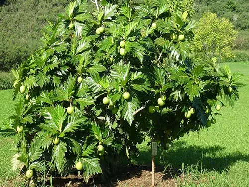 Mouthwatering Vegetables Grown on Trees