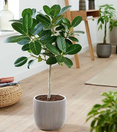 Various Types of Garden Ficus Lyrata