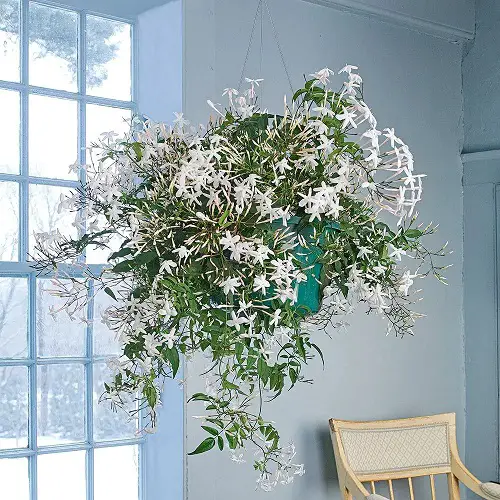 top Houseplants to Improve Your Mental Health According to Science