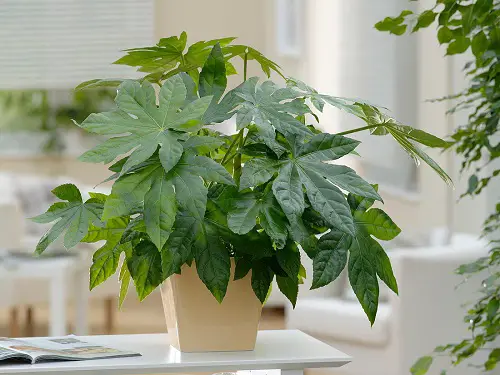amamzing Beautiful Japanese Indoor Plants