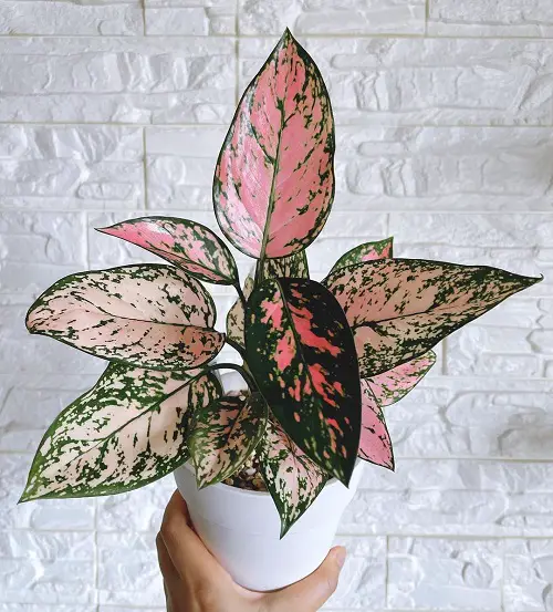 Top Tricolor Aglaonemas That You Have to Raise