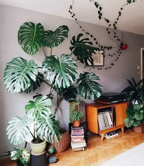 top Lush Indoor Plants to Give Your Home a Jungle Vibe