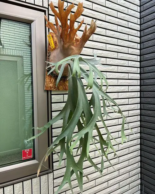 Houseplants for Hanging Baskets