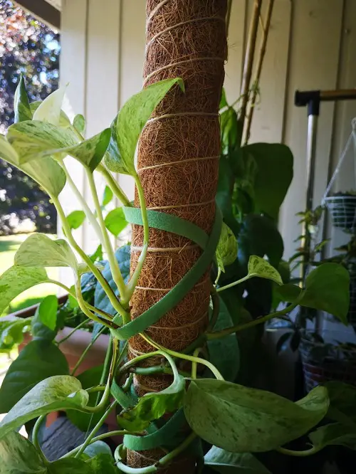 Train the Lush Pothos on a Moss Pole