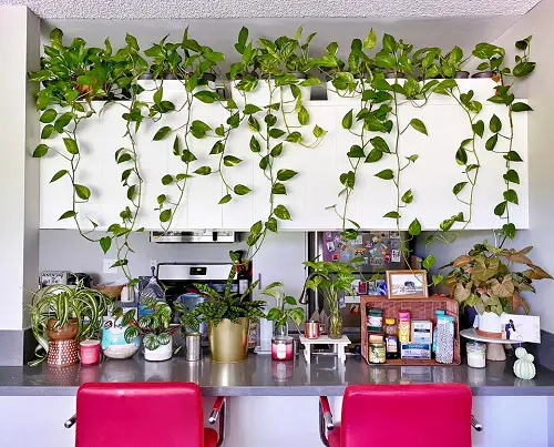 top Modern Indoor Vine Wall Ideas For Your Home