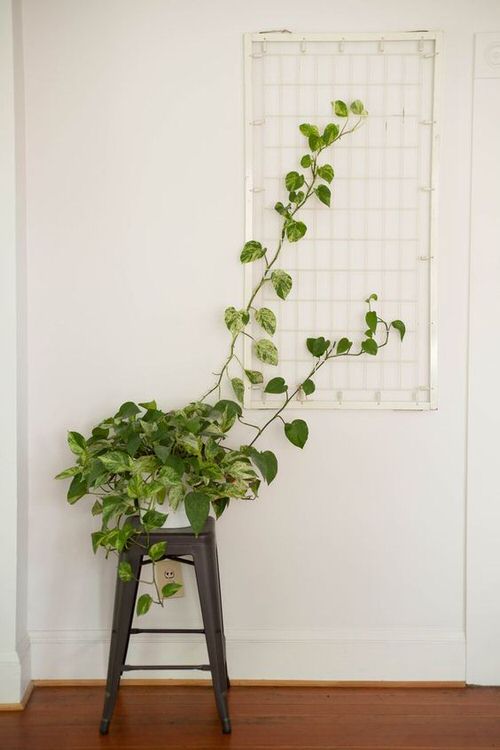 best Modern Indoor Vine Wall Ideas For Your Home