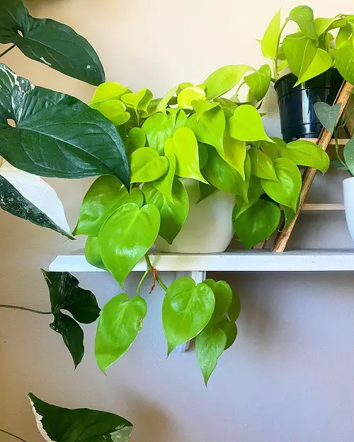 Requirements for Growing Philodendron Lemon Lime