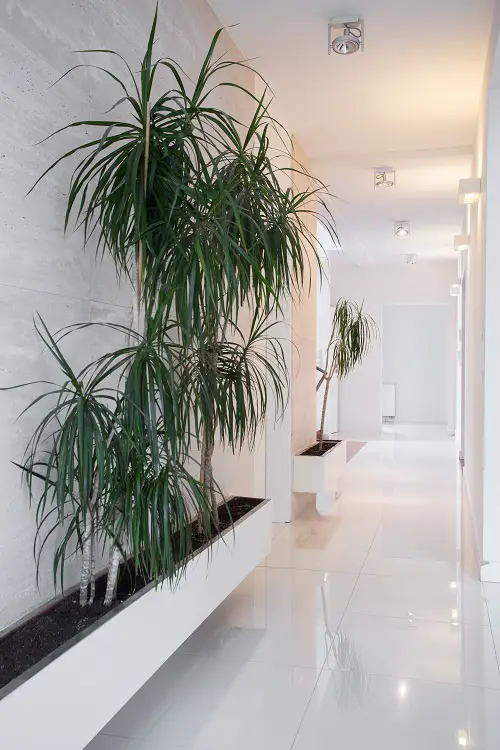Grow Huge Dragon Trees on a White Backdrop