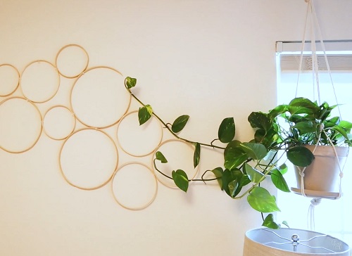 Make a Gorgeous Pothos Trellis Using Wooden Hoops