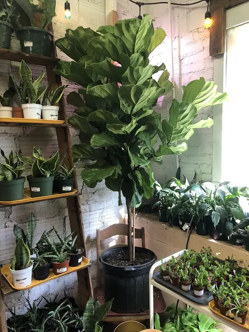 top Indoor Plants to Give Your Home a Jungle Vibe