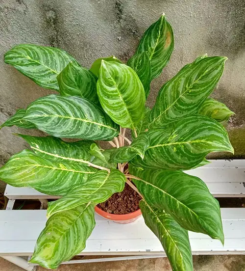 The Best Tricolor Aglaonemas You Need to Plant