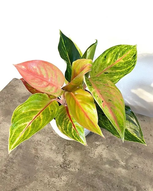 best Top Tricolor Aglaonemas That You Have to Raise