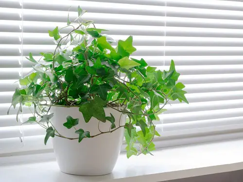 top best Beautiful Japanese Indoor Plants