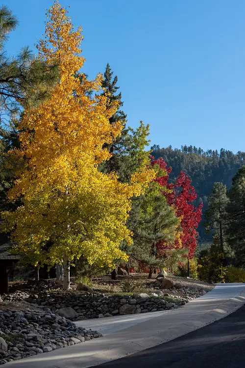 top best Gorgeous Trees with Yellow Leaves
