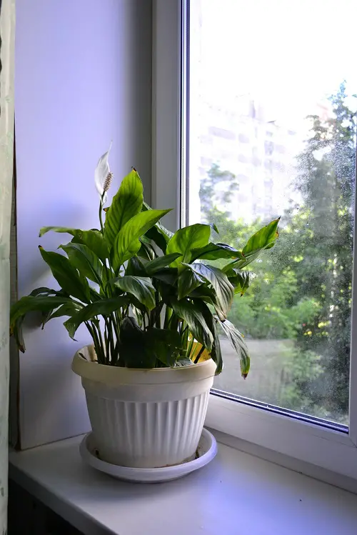 Peace Lily Drooping Temperature Fluctuations