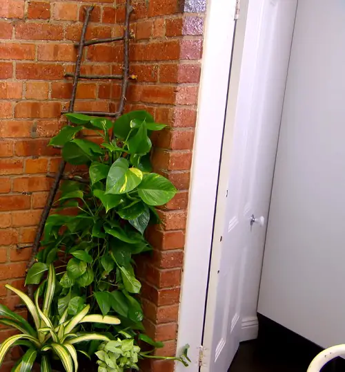 Ladder Trellis for an Indoor Tropical Corner