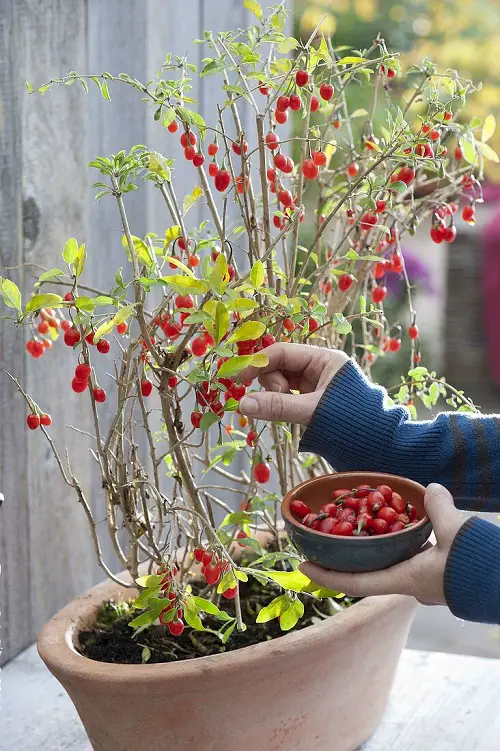 Amazing Best Nightshade Vegetables and Fruits to Grow in Pots and Garden