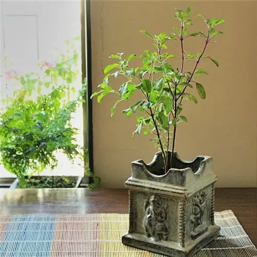 Science Says Houseplants Can Help Your Mental Health